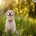 犬を飼う前に！必ず…