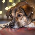 犬を家族と思ってい…