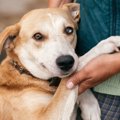 犬の健康に影響を及…