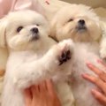 バブみが深すぎる犬…