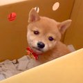 『赤ちゃん犬』を飼…