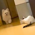 子猫『兄犬、驚かし…