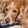 愛犬がテレビを見て…