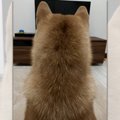 「どうぞ～」撫でら…