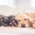 小型犬と大型犬で違…