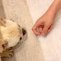 なぜか犬の様子がお…