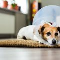 犬がストレスを抱え…