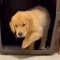 猫を見て育った大型…