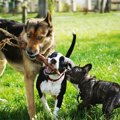 仲がいい犬同士がみ…