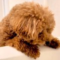 お風呂までついてき…