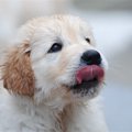 どうして犬は雨に濡…