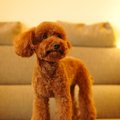 ティーカッププード…
