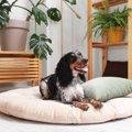 犬の『ベッド』絶対N…