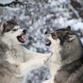 犬が他の犬をいじめ…