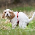 犬が『ウンチ』を食…