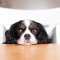 犬が「失明」してし…