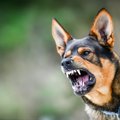 愛犬が他人に怪我を…