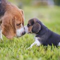 犬は人といるのが好…