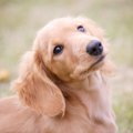 犬の『絶対に油断し…