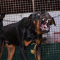 犬の攻撃行動を長期…