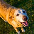 愛犬がシニア期に突…