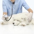 犬が『ショック死』…