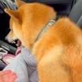 パパの抱っこが大嫌…
