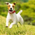 犬が心を躍らせる『…