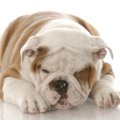 犬が嘔吐を繰り返す…