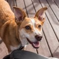 犬が散歩の前に大暴…