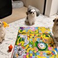 人生じゃなくて「犬…