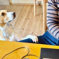 『わがままな犬』は…