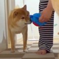 せっかく犬に『新し…