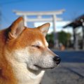 犬にも『厄年』があ…