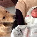 大型犬に『人間の弟…