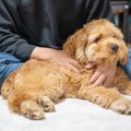 犬が『背中を向けて…