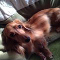 小型犬3種の魅力！ミ…