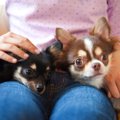 犬が飼い主の『膝の…