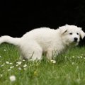 なぜ犬はウンチの後…