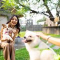 愛犬を『他の犬と交…