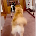 犬たちが来客の出迎…