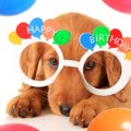 愛犬の誕生日の祝い…