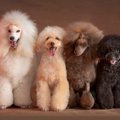 ミディアム・プード…
