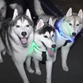 『3匹のハスキー犬』…