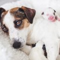 犬にまつわる『雑学…