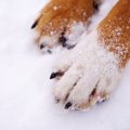 犬も肉球や耳がしも…