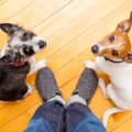 犬が『反省している…