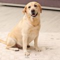 犬を飼い始めて変わ…