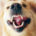犬が誤飲したら死に…