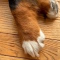 超大型犬のおててを…